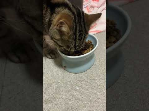 キャットフードGRANDS試食（わさ）