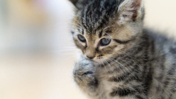 子猫のしつけ方について。どのようにしつけたらいい？　#PR