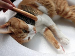 猫の毛づくろいは人間で言う「お風呂」と同じである
