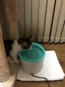 【実験】猫の給水器で水はキレイになるのか、調べてみました