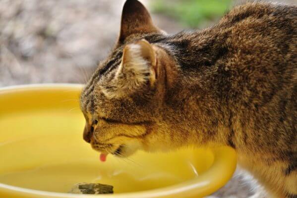 【実験】猫の給水器で水はキレイになるのか、調べてみました　#PR
