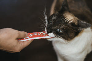 猫が薬を自分から飲む！初心者でも簡単にできる飲ませ方　#PR