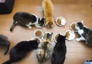 【多頭飼い猫のダイエット】横取りによる肥満を防止する方法とは？ #PR
