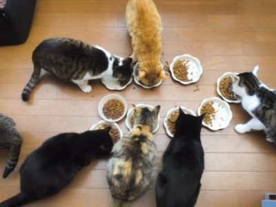 先住猫の威嚇はいつまで続く 多頭飼いを成功させる方法教えます ねこわさ