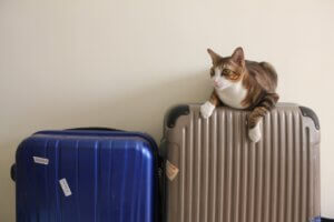 猫を飼ったら旅行に行けない？いいえ、そんなことはありません