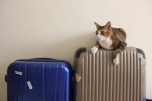 猫を飼ったら旅行に行けない?いいえ、そんなことはありません 猫を飼ったら旅行に行けない?いいえ、そんなことはありません