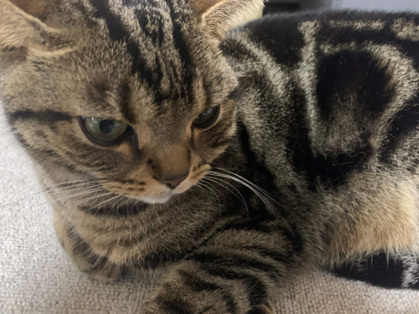 【猫の撫で方】猫に好かれる・嫌われる撫で方とは? 【猫の撫で方】猫に好かれる・嫌われる撫で方とは?