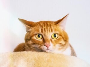 オス猫の発情期はいつ？発情の特徴や注意点も