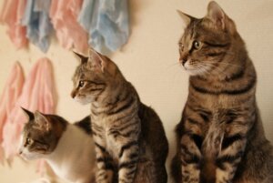 ベンガル猫を飼うのは大変？性格や特徴、飼い方のポイントを解説