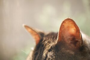 猫はなぜかわいいの?かわいい理由を徹底分析します 猫はなぜかわいいの?かわいい理由を徹底分析します