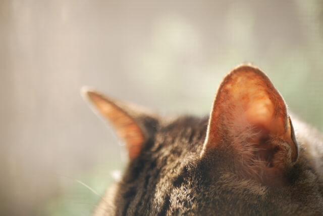 猫の耳掃除には注意が必要！正しいやり方を説明します