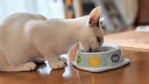 猫が食べると危険な食べ物一覧表【71種類】