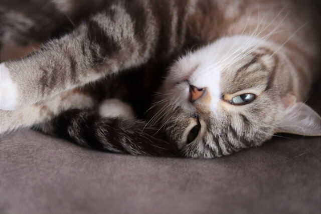 猫のいびきの原因は？病気かどうか判断する方法