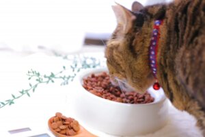 猫はかぼちゃを食べても大丈夫！栄養素やレシピについて解説