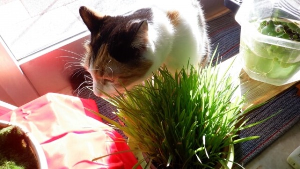 猫草は本当に必要？猫が猫草を吐く理由と猫草の効果・注意点