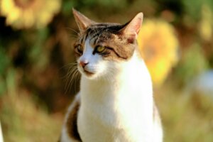 子猫はいつまでケージ飼い? ケージが必要な理由や出すタイミングを解説 子猫はいつまでケージ飼い? ケージが必要な理由や出すタイミングを解説