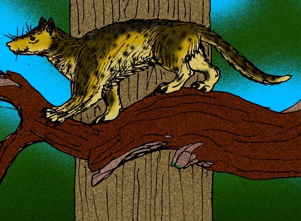 犬と猫の祖先はミアキス（約6500万年～4800万年頃にヨーロッパから北米の森林に生息）