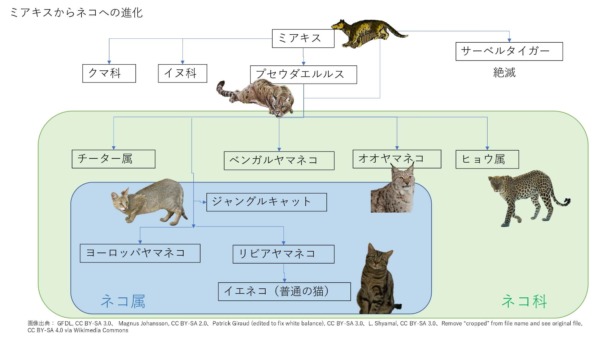 猫はミアキス→プセウダエルルス→ネコ属というふうに進化した