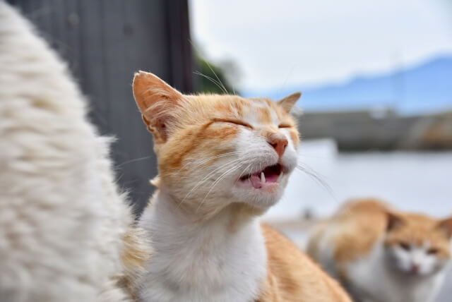 ￼猫の口が開いているのは、なにに反応しているの？口呼吸の場合は要注意です