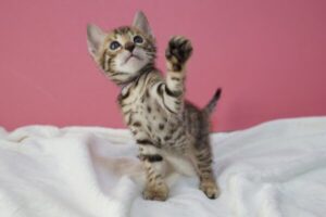 猫の品種30種と性格の関連一覧 猫の品種30種と性格の関連一覧