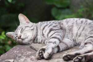 猫の嗅覚は侮れない!?意外と知らない猫の鼻の秘密を大公開! 猫の嗅覚は侮れない!?意外と知らない猫の鼻の秘密を大公開!