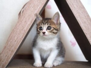 猫の噛み癖を直す方法は?効果的なしつけ方を解説 猫の噛み癖を直す方法は?効果的なしつけ方を解説