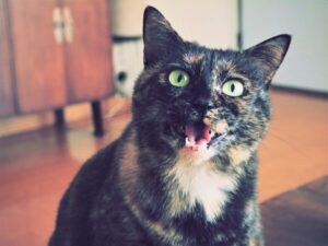 猫よけ超音波はうるさい?音が気になる場合の対策方法 猫よけ超音波はうるさい?音が気になる場合の対策方法