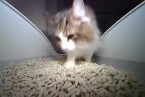 猫が何回もトイレに行く理由は?気になる病気と注意点 猫が何回もトイレに行く理由は?気になる病気と注意点